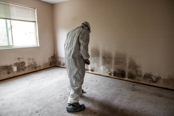 Best Attic Mold Removal  in Pitcairn, PA